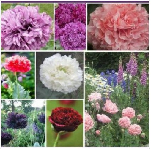 Neysastore 100 DOUBLE POPPY PEONY MIX FLOWER SEEDS