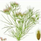 Neysastore 75 FRESH CUMIN SEEDS