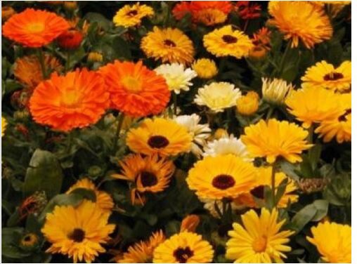 Neysastore CALENDULA PACIFIC BEAUTY MIX 50 FRESH SEEDS