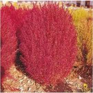 Neysastore BURNING BUSH Kochia Trichophylla 50 FRESH SEEDS