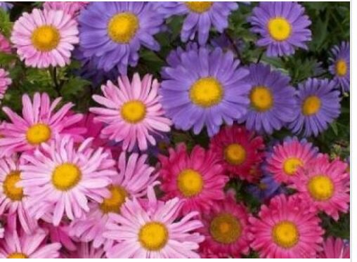 Neysastore SINGLE MIX ASTER FLOWER 50 FRESH SEEDS