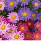 Neysastore SINGLE MIX ASTER FLOWER 50 FRESH SEEDS