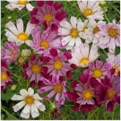 Neysastore COSMOS SEASHELLS 30 FRESH FLOWER SEEDS