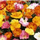 Neysastore 100 BALLERINA MIX POPPY SEEDS