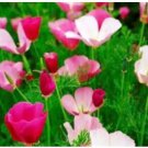 Neysastore PURPLE GLEAM POPPY FLOWERS 100 SEEDS