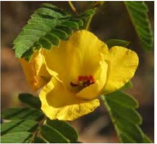 Neysastore PARTRIDGE PEA 50 FRESH SEEDS YELLOW FLOWER