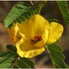 Neysastore PARTRIDGE PEA 50 FRESH SEEDS YELLOW FLOWER