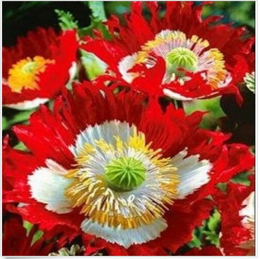 Neysastore DANISH FLAG POPPY FLOWER SEEDS 100 FRESH SEEDS