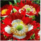 Neysastore DANISH FLAG POPPY FLOWER SEEDS 100 FRESH SEEDS