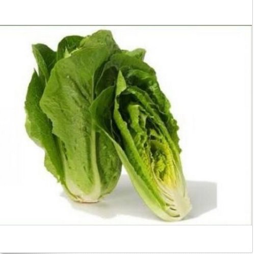 Neysastore 100 FRESH HEIRLOOM ROMAINE LETTUCE PARRIS ISLAND COS SEEDS