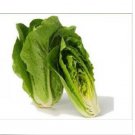 Neysastore 100 FRESH HEIRLOOM ROMAINE LETTUCE PARRIS ISLAND COS SEEDS
