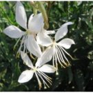 Neysastore GAURA lindheimeri FLOWERS 15 FRESH SEEDS