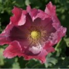 Neysastore POPPY FLOWER SEEDS THE GIANT 100 FRESH SEEDS