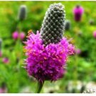 Neysastore PURPLE PRARIE CLOVER 100 FRESH SEEDS