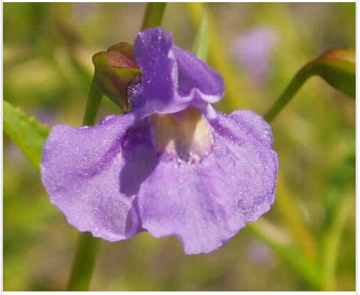 Neysastore PURPLE MONKEY FLOWER 100 FRESH SEEDS