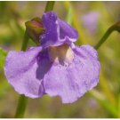 Neysastore PURPLE MONKEY FLOWER 100 FRESH SEEDS
