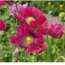 Neysastore HEN & CHICKENS POPPY FLOWER SEEDS 100 FRESH SEEDS
