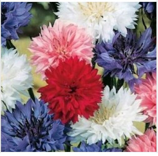 Neysastore 100 FRESH BACHELOR BUTTON POLKA DOT SEEDS DWARF MIX