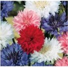 Neysastore 100 FRESH BACHELOR BUTTON POLKA DOT SEEDS DWARF MIX