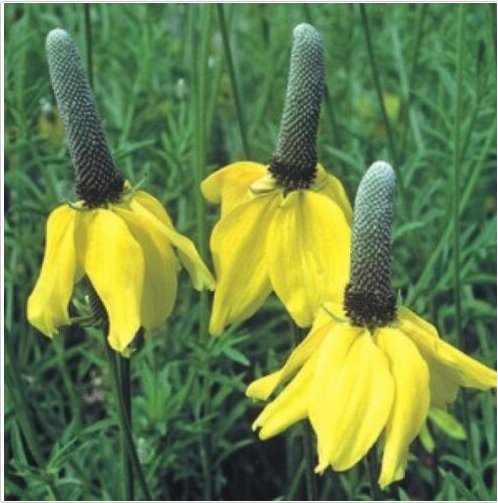 Neysastore YELLOW PRARIE CONEFLOWER RATIBIDA COLUMNARIS 100 FRESH SEEDS