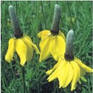 Neysastore YELLOW PRARIE CONEFLOWER RATIBIDA COLUMNARIS 100 FRESH SEEDS