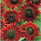 Neysastore VELVET QUEEN SUNFLOWER 25 FRESH SEEDS