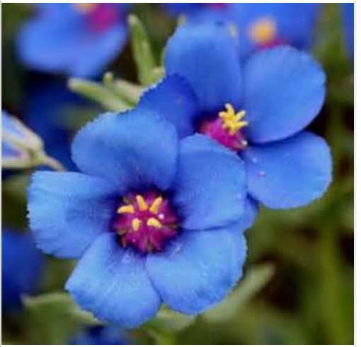 Neysastore BLUE PIMPERNEL 50 FRESH SEEDS