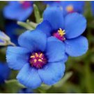 Neysastore BLUE PIMPERNEL 50 FRESH SEEDS