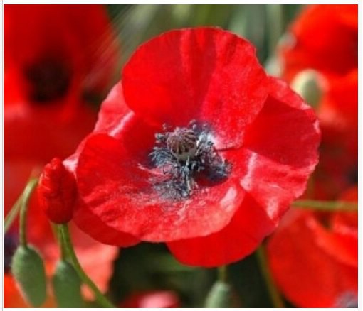 Neysastore 100 RED CORN POPPY FLOWER SEEDS