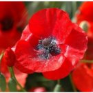 Neysastore 100 RED CORN POPPY FLOWER SEEDS