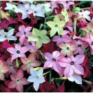 Neysastore 200 + FLOWERING TOBACCO MIX SEEDS