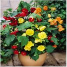 Neysastore ABUTILON BELLVUE MIX FLOWERING MAPLE 20 FRESH SEEDS