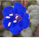 Neysastore CALIFORNIA BLUEBELL FLOWER SEEDS 50 FRESH SEEDS BLUE BELL