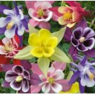 Neysastore COLUMBINE MCKANA MIX 50 FRESH SEEDS