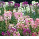 Neysastore 100 FRESH SPIDER PLANT MIXED FLOWER SEEDS