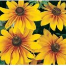 Neysastore GLORIOSA DAISY FLOWERS 100 FRESH SEEDS