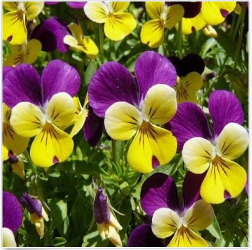 Neysastore JOHNNY JUMP UP - VIOLA - FLOWER SEEDS