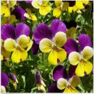 Neysastore JOHNNY JUMP UP - VIOLA - FLOWER SEEDS