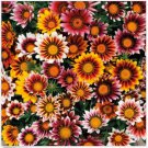Neysastore GAZANIA SPLENDENS MIX 25 FRESH FLOWER SEEDS