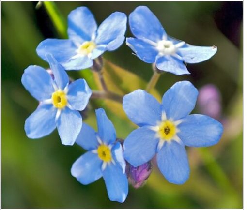 Neysastore FORGET ME NOT FLOWER SEEDS 100 FRESH SEEDS