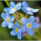 Neysastore FORGET ME NOT FLOWER SEEDS 100 FRESH SEEDS
