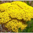 Neysastore GOLD YARROW 100 FRESH SEEDS