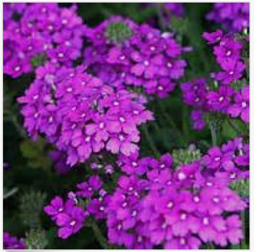 Neysastore MOSS VERBENA FLOWER 100 FRESH SEEDS
