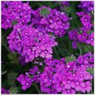 Neysastore MOSS VERBENA FLOWER 100 FRESH SEEDS