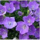 Neysastore TUSSOCK BELLFLOWER 200 FRESH SEEDS
