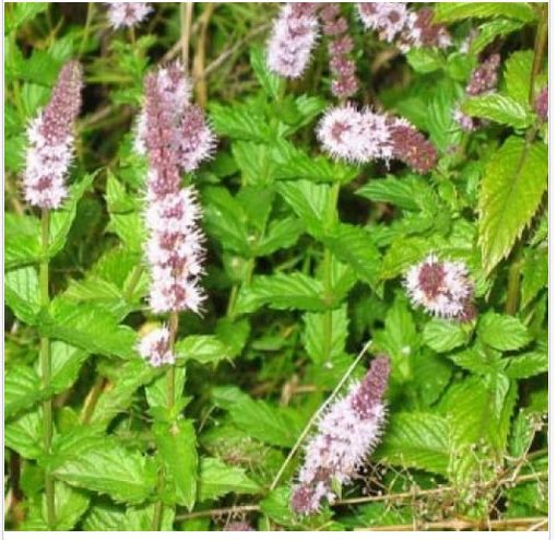Neysastore SPEARMINT 150+ FRESH SEEDS