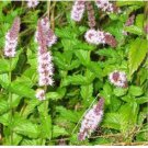 Neysastore SPEARMINT 150+ FRESH SEEDS