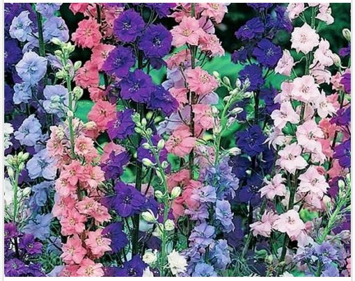 Neysastore ROCKET LARKSPUR 100 FRESH SEEDS