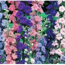 Neysastore ROCKET LARKSPUR 100 FRESH SEEDS