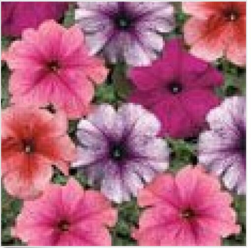 Neysastore PETUNIA MULTIFLORA VEINED MIX 50 FRESH SEEDS